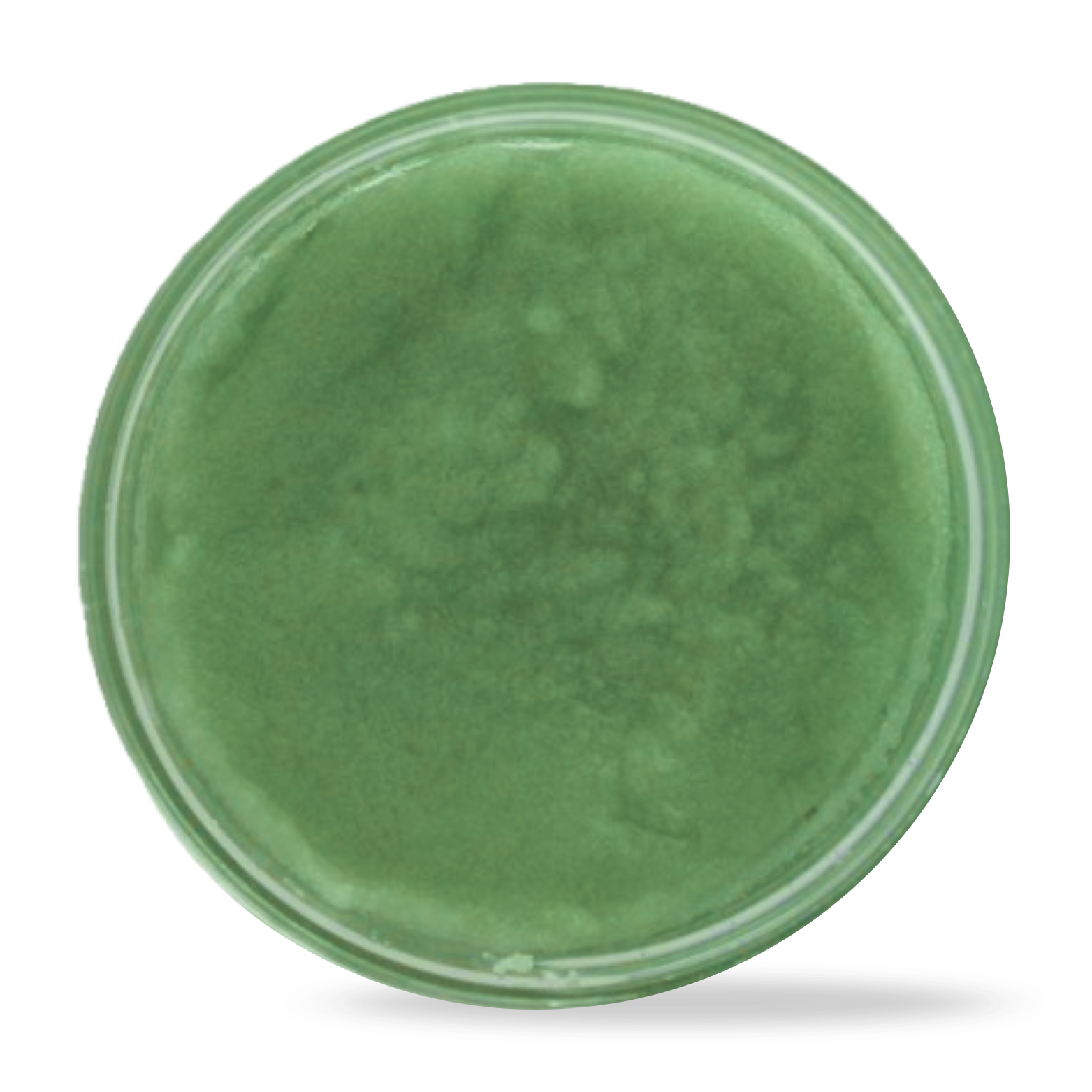 Spruce Tip Sugar Scrub